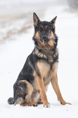 Kento the german shepherd dog