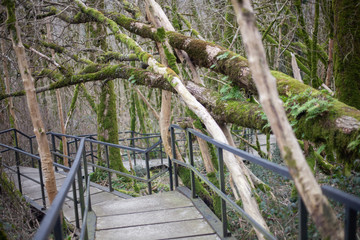Obraz premium Trail for tourists in a nature reserve. Wildlife trail. Concrete path in the relict forest. A tourist route for a walk in an unknown place. Equipped lift.