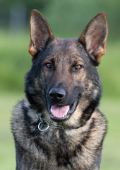 Diesel the german shepherd dog