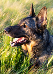 Falafel the german shepherd dog