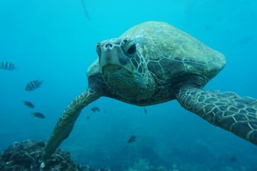 Hawaiian Green Sea Turtle Swim