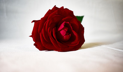 Red rose with green petals on a white background