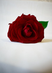 Red rose with green petals on a white background