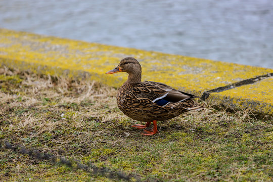 Female real anade duck out of the water on the green grass.