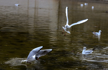 Group of white seagulls in a small green water pond.
