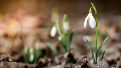 Galanthus Snowdrops in the forest Spring concept
