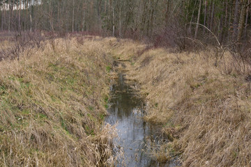 Strumyk w lesie wśród wyschniętych traw w pochmurny wiosenny lub jesienny dzień. © W Korczewski