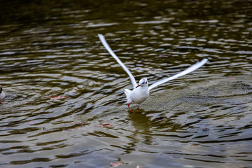 Nice laughing seagull landing in the green rough waters.