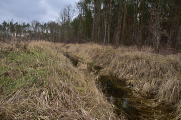 Strumyk w lesie wśród wyschniętych traw w pochmurny wiosenny lub jesienny dzień. © W Korczewski