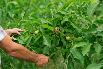 A man harvests from a tree. Gardener's hands touch walnuts hanging on a green tree