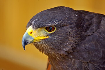 Steppe Eagle - Orel stepni - Aquila nipalensis