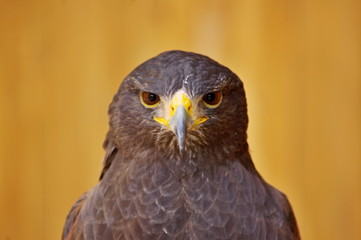 Steppe Eagle - Orel stepni - Aquila nipalensis 