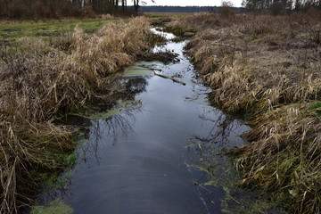 Strumyk w lesie wśród wyschniętych traw w pochmurny wiosenny lub jesienny dzień. © W Korczewski