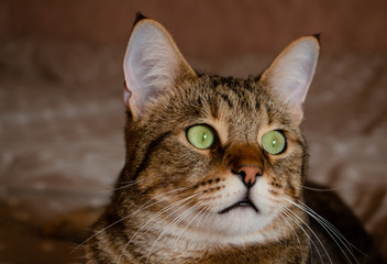 green-eyed tabby cat close-up concentrated looks into the distance