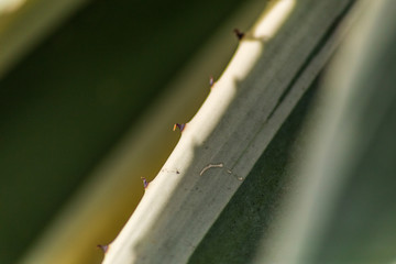 naturaleza