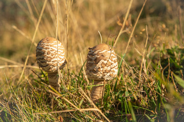 Two young coulemelles, mushroom in white hat and with brown scales in wild grass