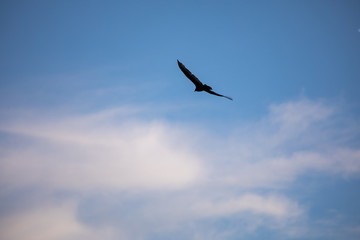 Bird flying in the blue sky