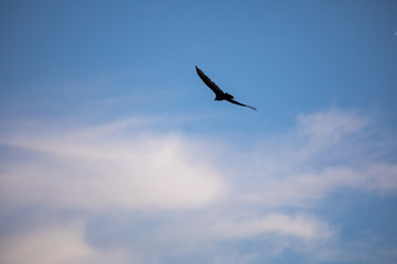 Fototapeta na wymiar Bird flying in the blue sky