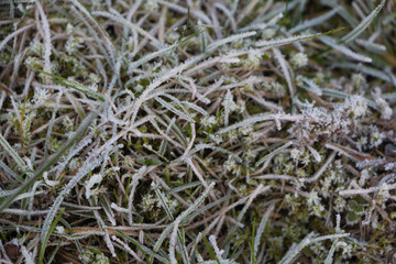 Frosted grass in a garden during winter