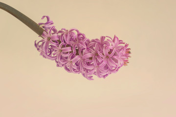 Pink purple hyacinth flower close-up on vintage background. Spring holidays concept