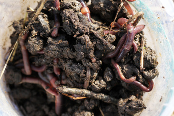soil for fishing, earthworms in the bucket