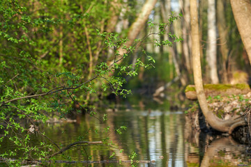 Fresh green leaves of a willow tree above small river on spring evening in Helsinki, Finland