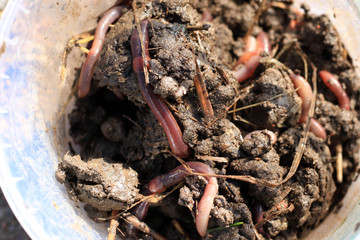soil for fishing, earthworms in the bucket