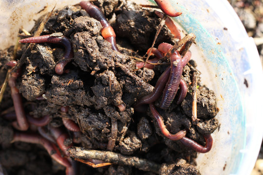 soil for fishing, earthworms in the bucket