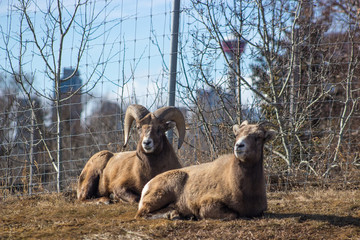 Canadian Rocky Mountain Bighorn Sheep