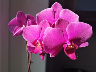 Pink orchid on black background