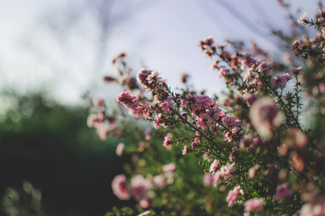 Pink Flowers Two