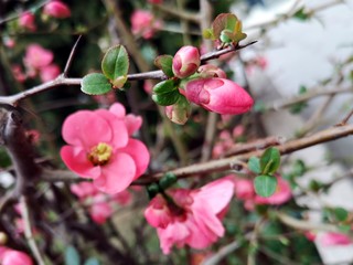 Beautiful pink flowers  - Japanese quince, Chaenomeles 