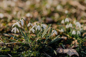 Snowdrop or common snowdrop (Galanthus nivalis) flowers.