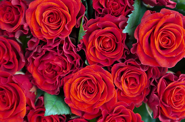 Natural red roses background. Bouquet of red roses on a black background. Top view. close up on red roses.