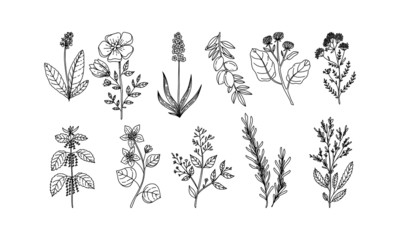 set of flower lineart for wedding and vintage decoration, floral illustration vector	