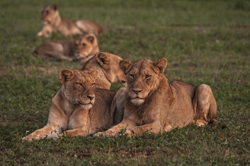 Closeup of Lions at Sunrise
