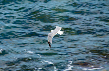 Seagull flying over the cantabrian coast.