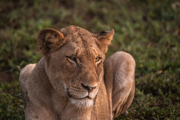 Fototapeta na wymiar Full face view of young lion at sunrise