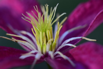 Fototapeta premium Clematis Blüte violett