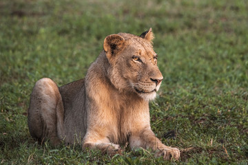 Young lioness staring into the sunlight