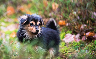 portrait of a dog