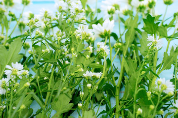 Flat lay of gerbera flower with green leaf