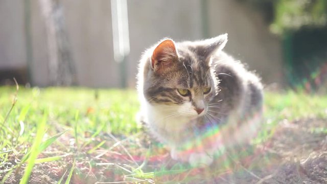Tricolor kitten resting on green grass in a sunny garden