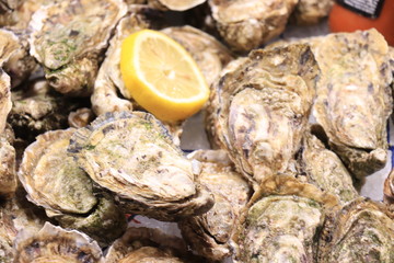 Big fresh oysters