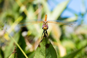 Wandering Glider Dragonfly Fall Migration 