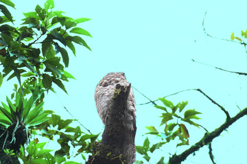 Great Potoo perched on top of a trunk in rain forest