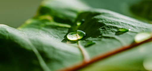 Abstract green background. Macro Croton plant leaf with water drops. Natural background for brand design © OLAYOLA