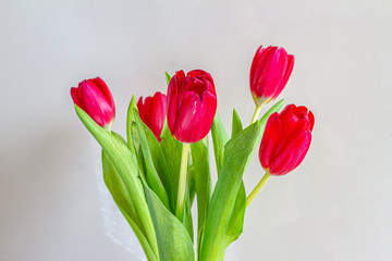 Bouquet of red tulips on a light background