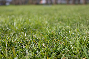 Closeup image of healthy grass growing ready for the spring season