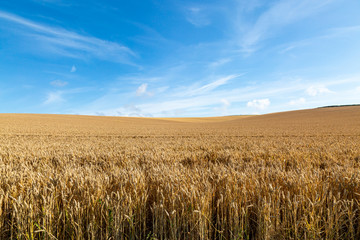 Golden fields of cereal crops in the summer sunshine